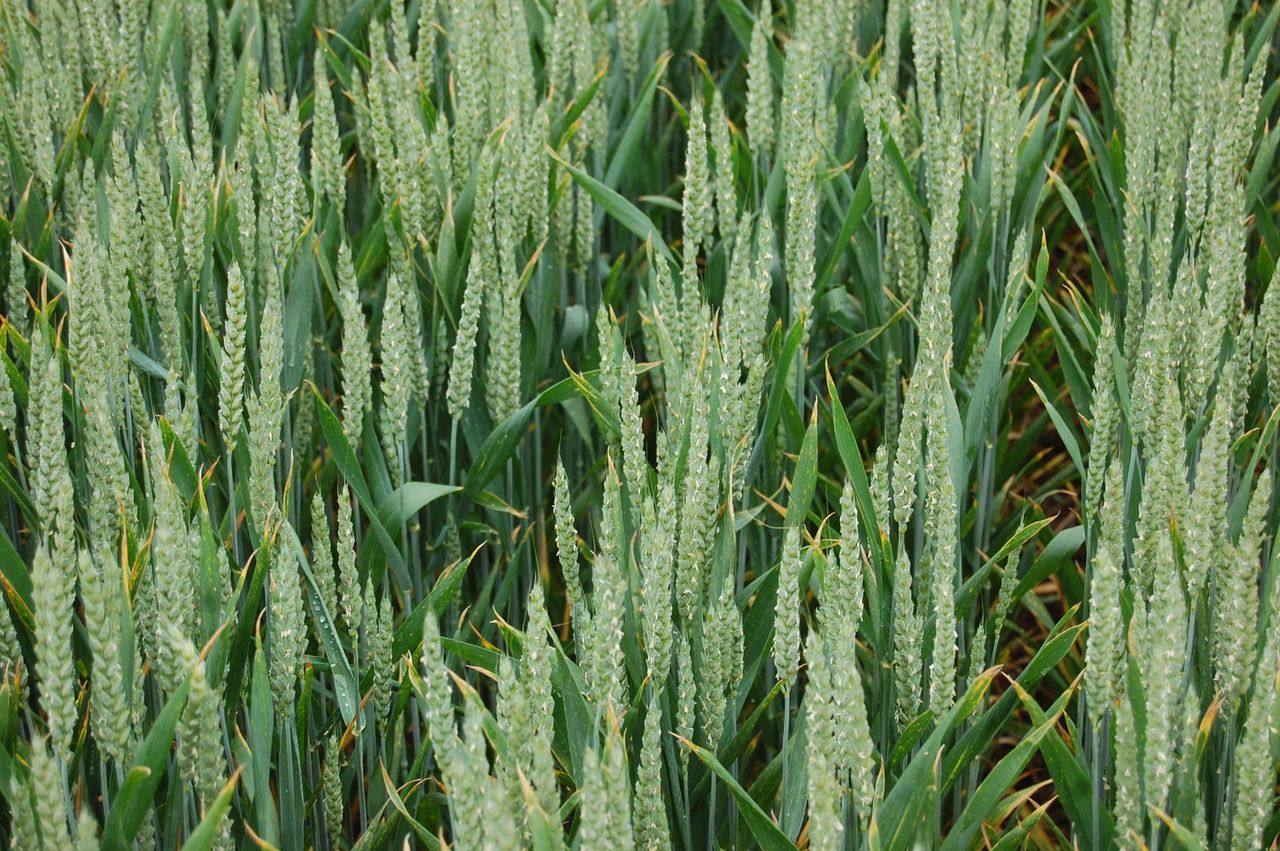 Winter wheat: Considerable variation in crop development
