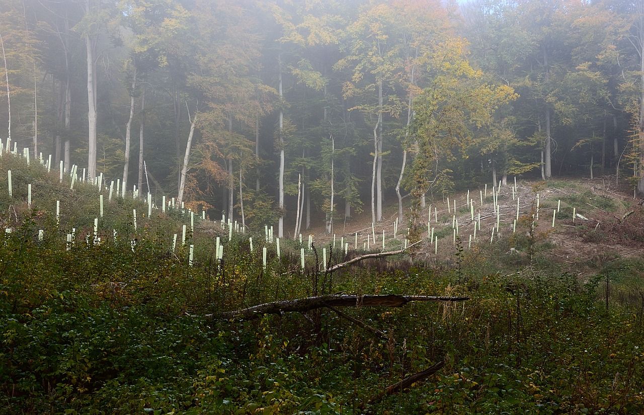 Afforestation rate to date remains below 2023 levels