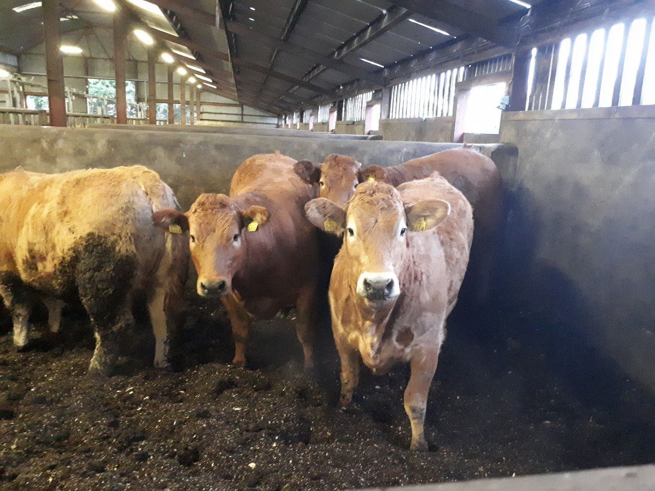 Beef trade: Prices strengthening as processers continue to be 'anxious' for cattle