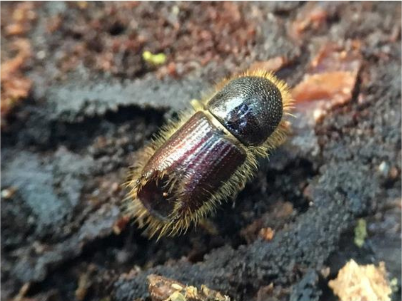 Sitka spruce as susceptible to bark beetle as Norway spruce