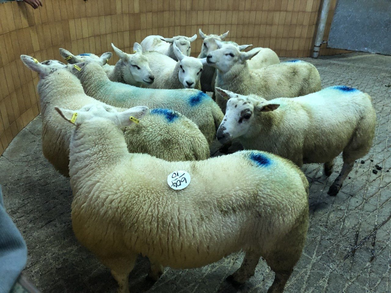 Sheep kill: Throughput falls shy of 67,000 head