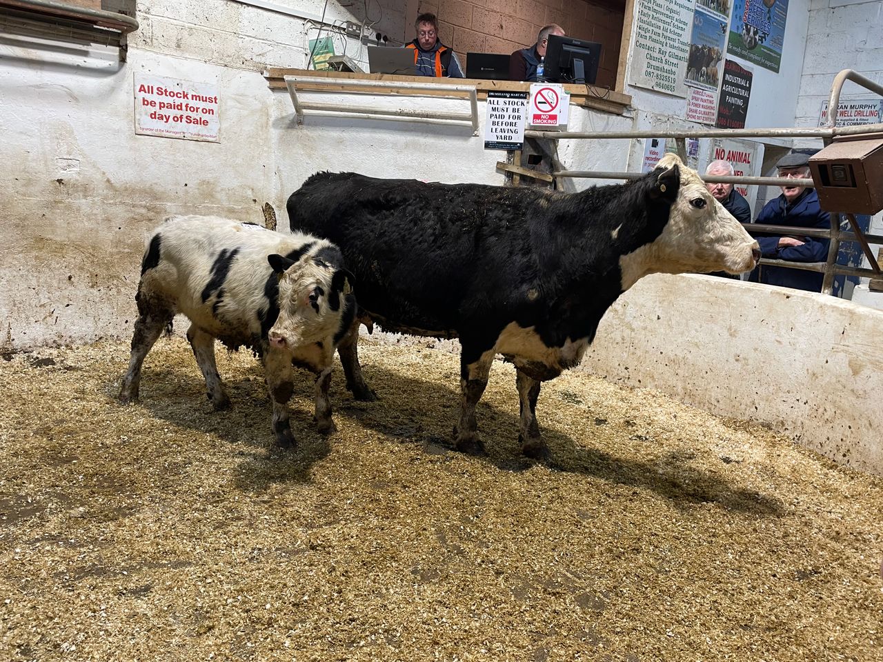 Mart report: General and organic cattle prices at Drumshanbo