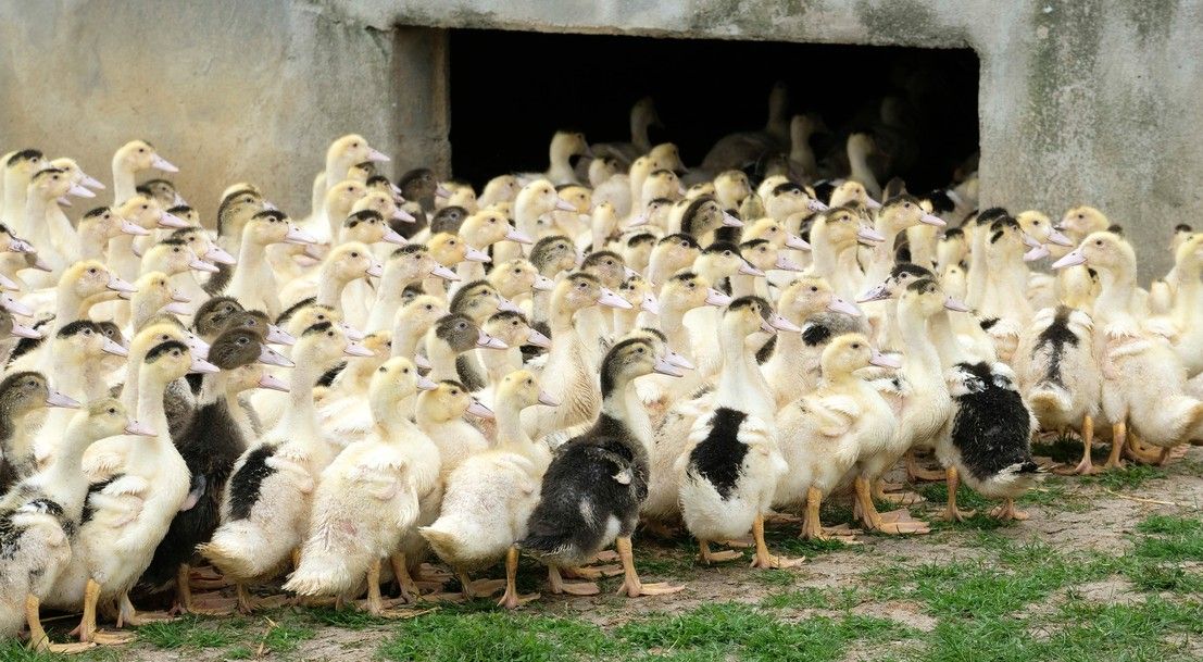 'Largest ever' bird flu outbreak in NI as two more cases suspected