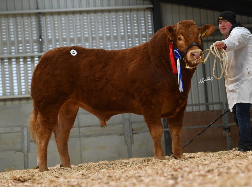 Senior Reserve Champion bull Glenford Sam sold for €6,200