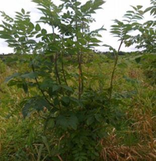 How to spot the signs of ash dieback