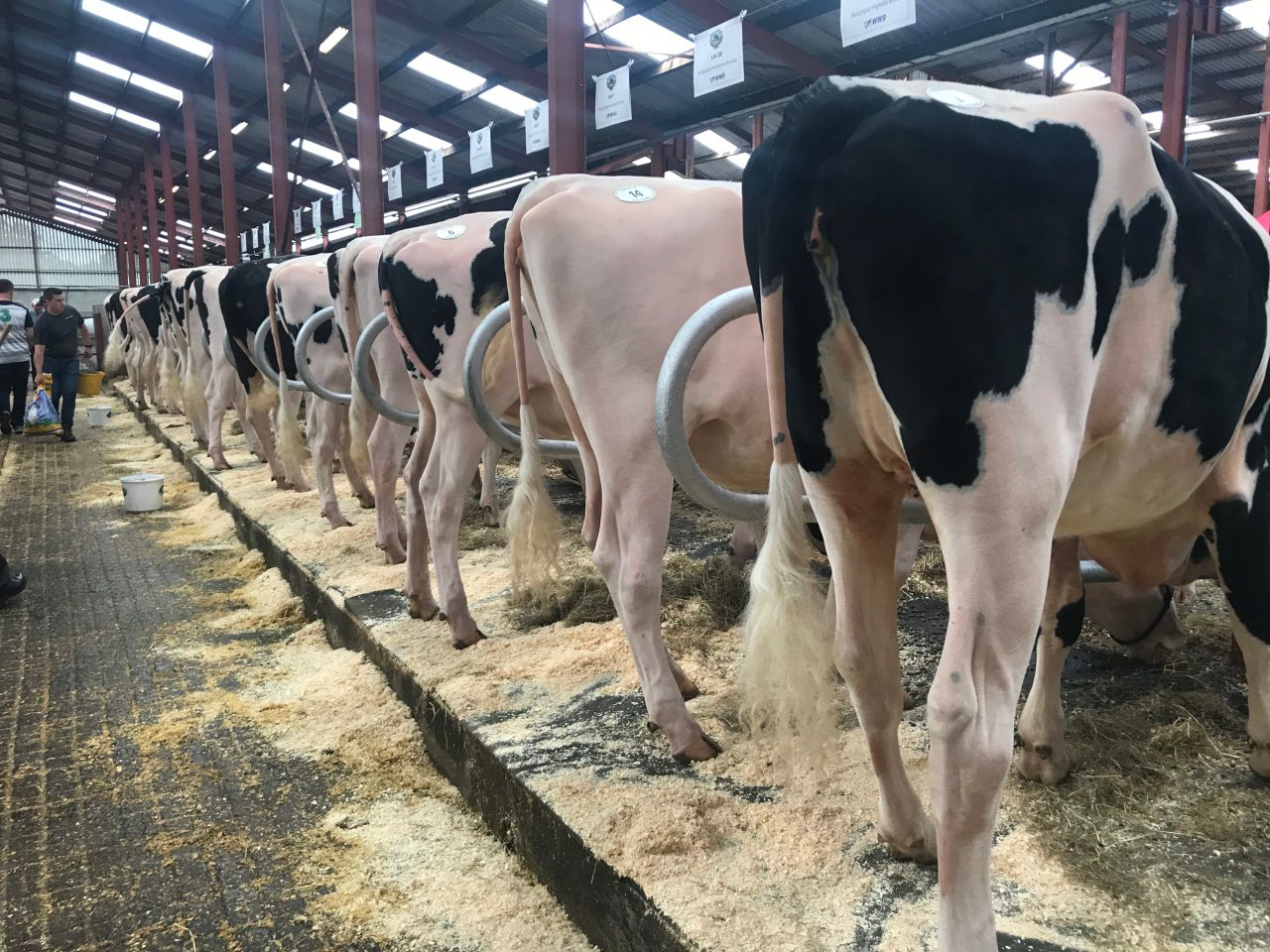 Penny family heifers claim highest prices at Ballytigue sale