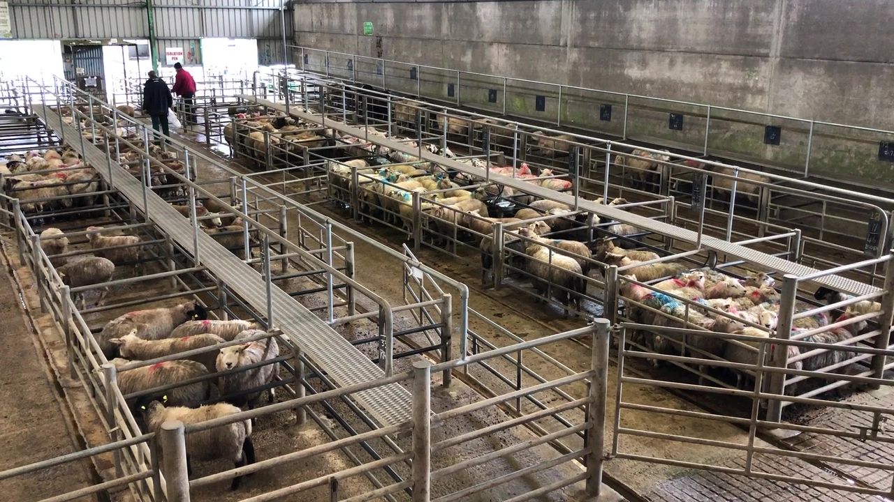 Hoggets sell up to €168/head at Ennis Mart on Monday