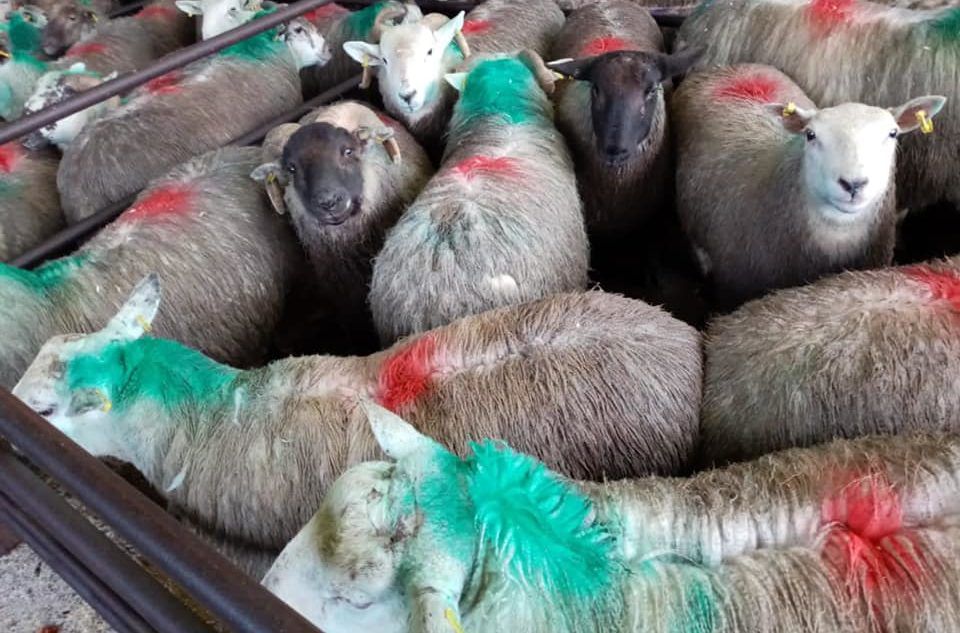 Sheep kill: Throughput up slightly from this time last year