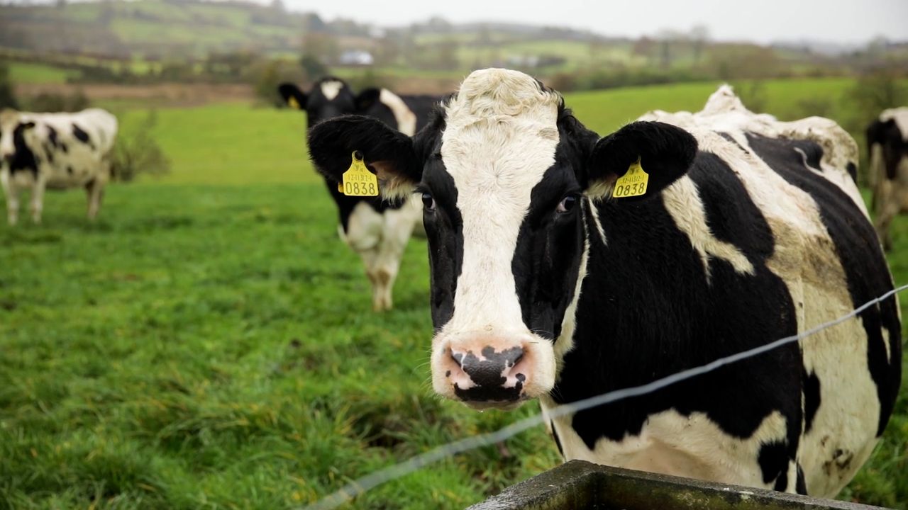 An Taisce: Government must commit to 30% agri emissions cut