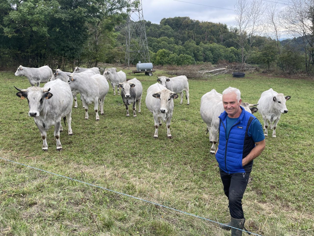 Pedigree Gascon suckler herd selling boxed beef in France