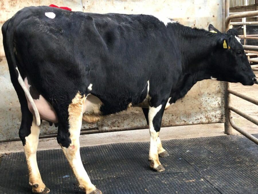 Top price of €3,400 at Waterford Ross Mart's dairy show and sale