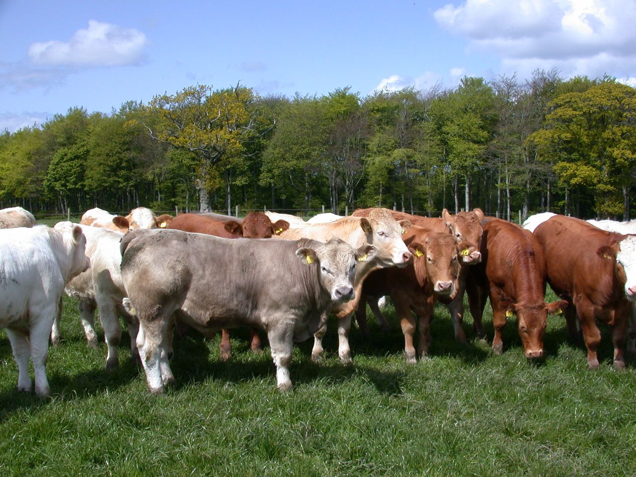 Second boat load of Irish live cattle leaves for Turkey