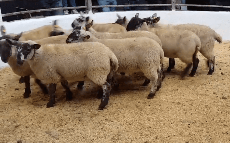 Expectations surpassed at Tullow Sheep Breeders' sale