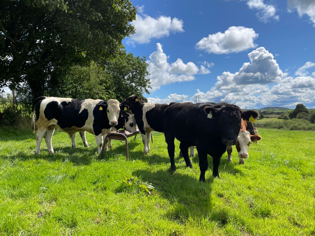 Beef kill: Weekly cattle supplies gradually increasing