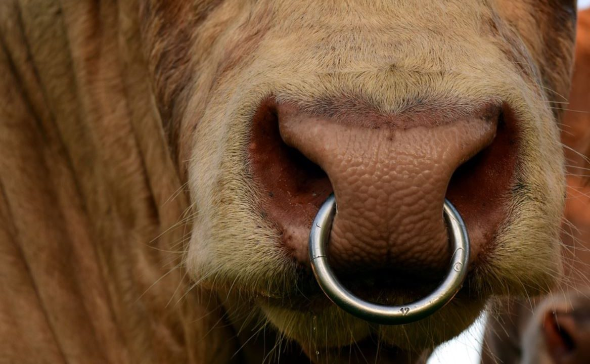 Calls to revoke new IP restrictions on AI bulls intensify
