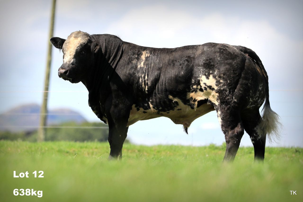 Tateetra sale of 12 hybrid bulls set for this weekend