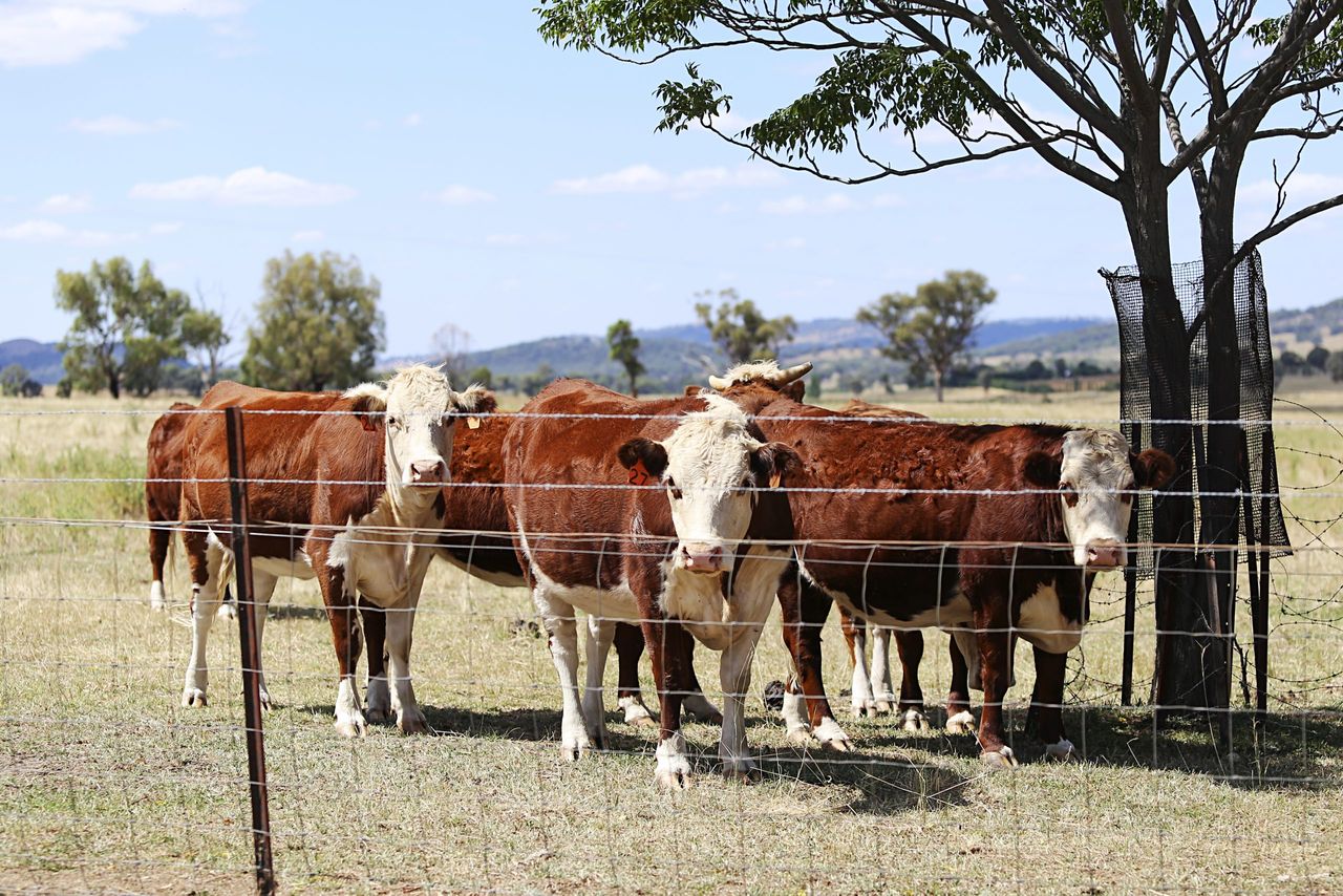 Australia forecasts record beef production for 2026