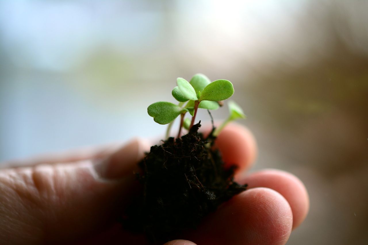 Agri-environmental project aiming to rebuild healthy soil