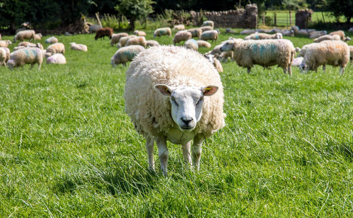 Farm Focus: Doubling grass growth and ewe numbers in just five years