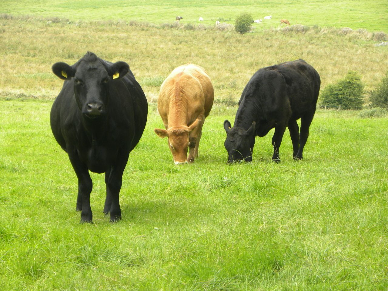 Mayo farmers top GLAS applications