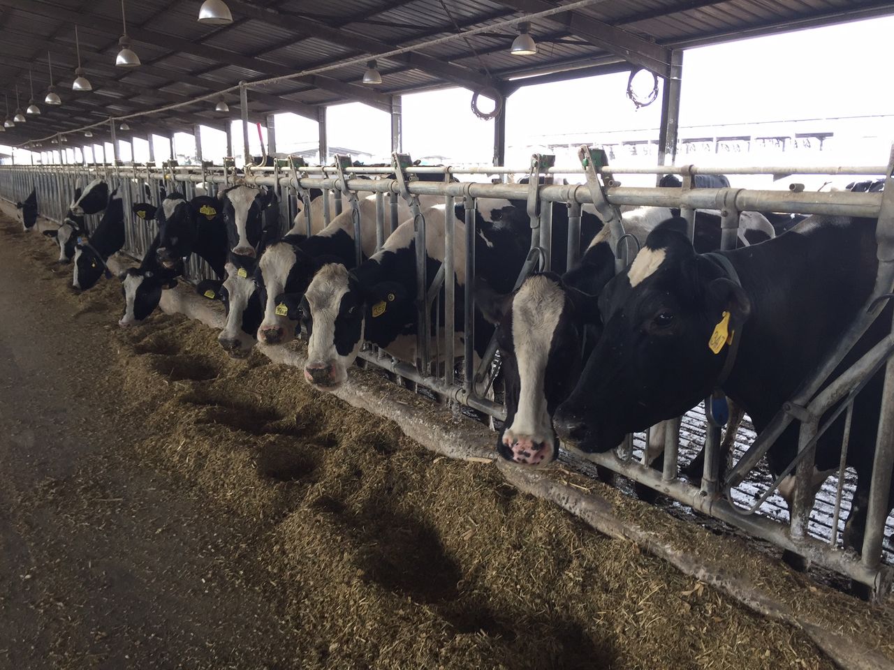 Department examining possibility of health certs for €40m Morocco heifer market
