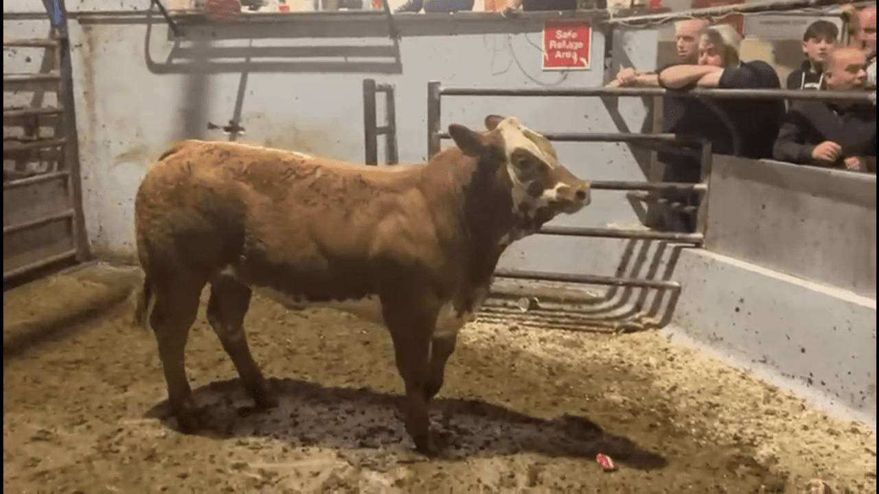 Video: 425kg weanling heifer sells for €3,700 at Gortatlea Mart