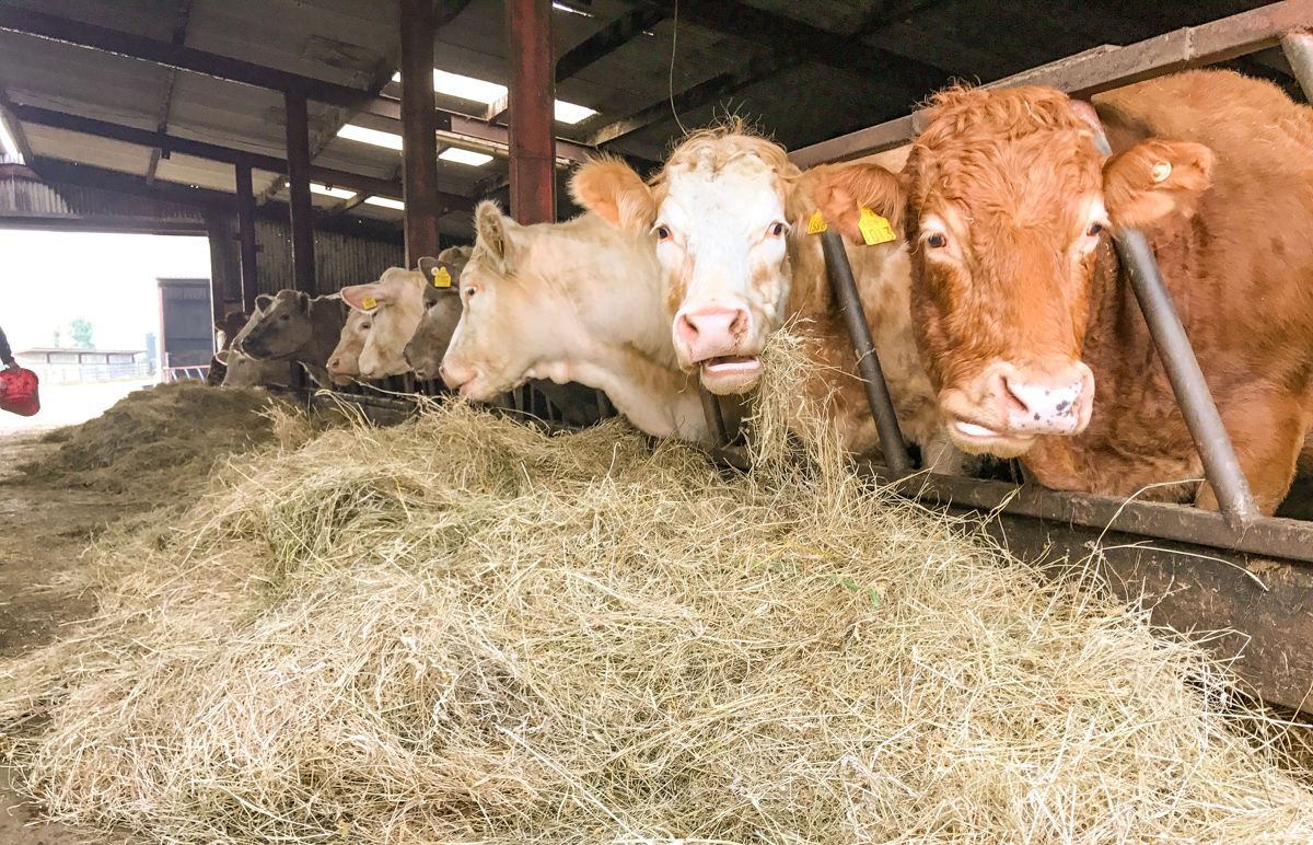 Feeding spring-calving suckler cows: What and how much?