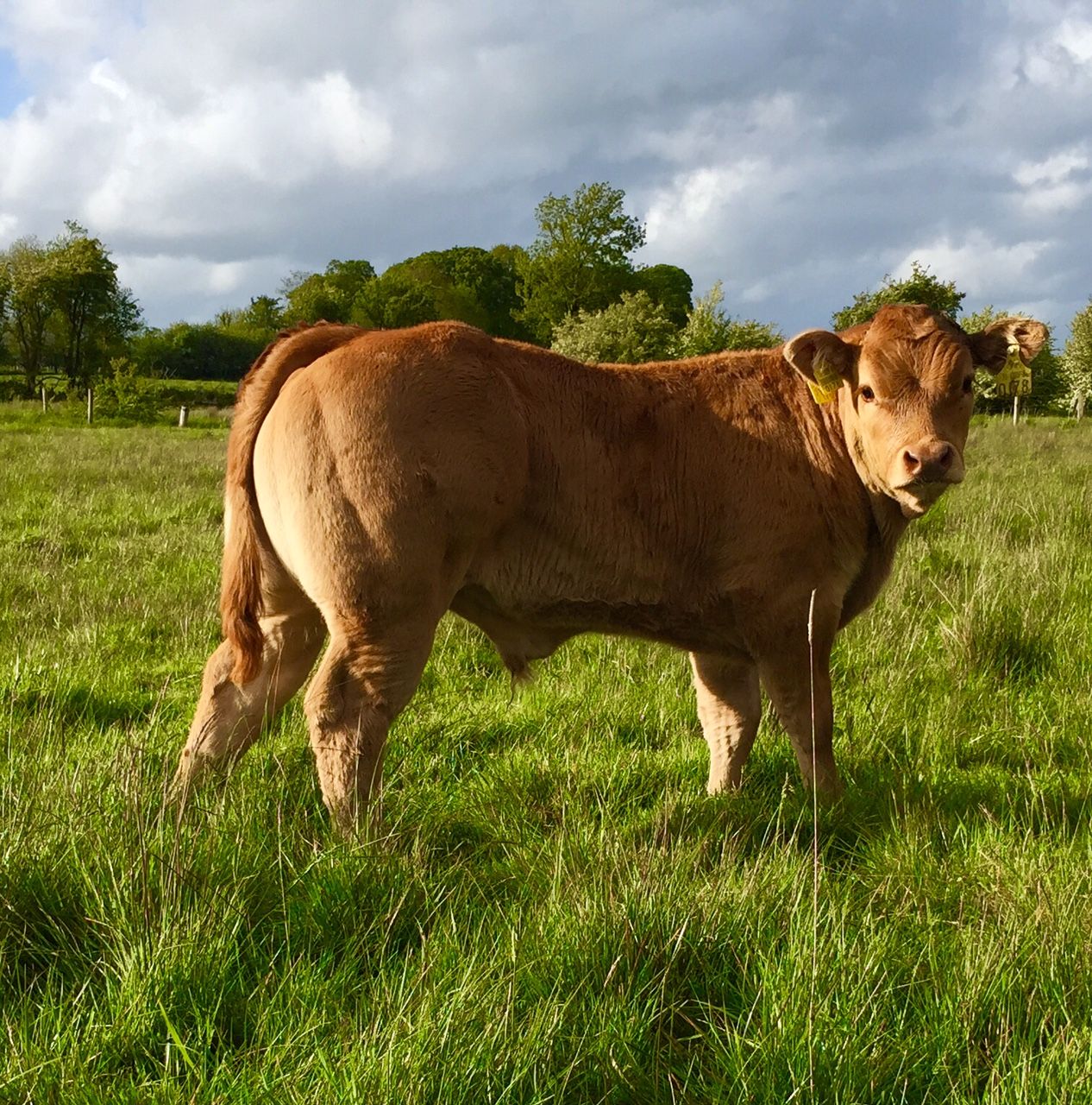 Applied to the beef genomics scheme? Here's what happens next