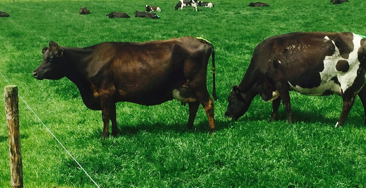 Lessons learned from once-a-day milking in Co. Tipperary