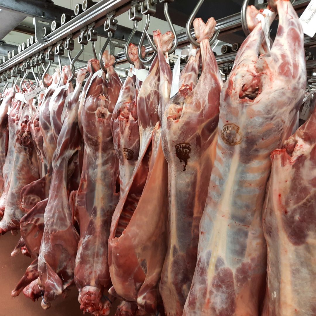 Sheep kill falls over 4,000 head on the week before