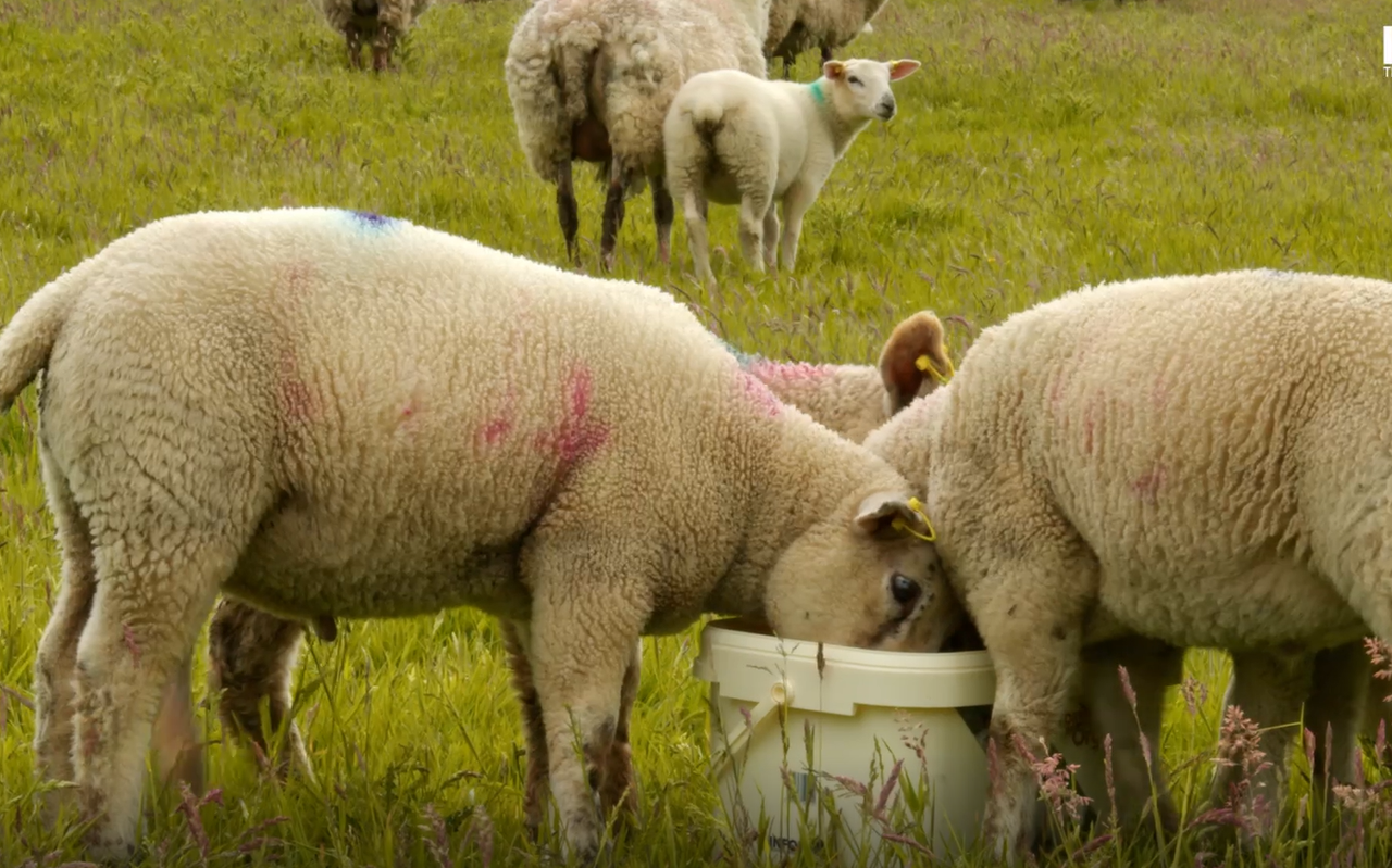 Sheep trade: Hogget and spring lamb price offers ease as ewes largely firm