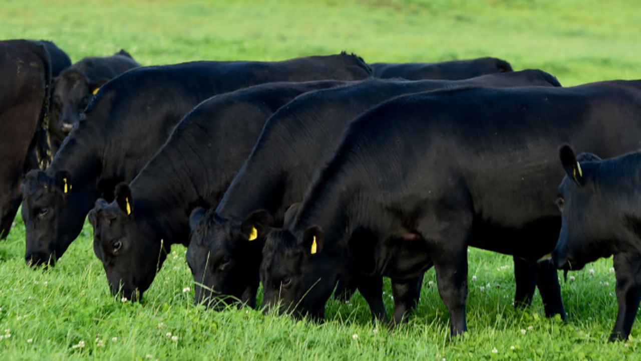 Certified Irish Angus confirms appointment of new directors