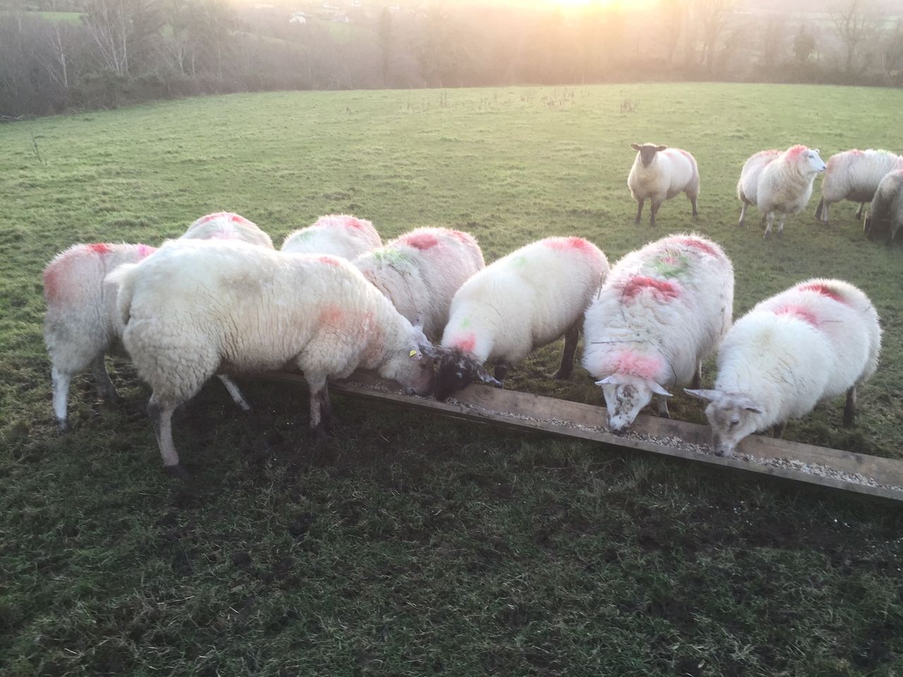 Sheep Marts - Buoyant sheep trade with factory hoggets selling to €2.50/kg