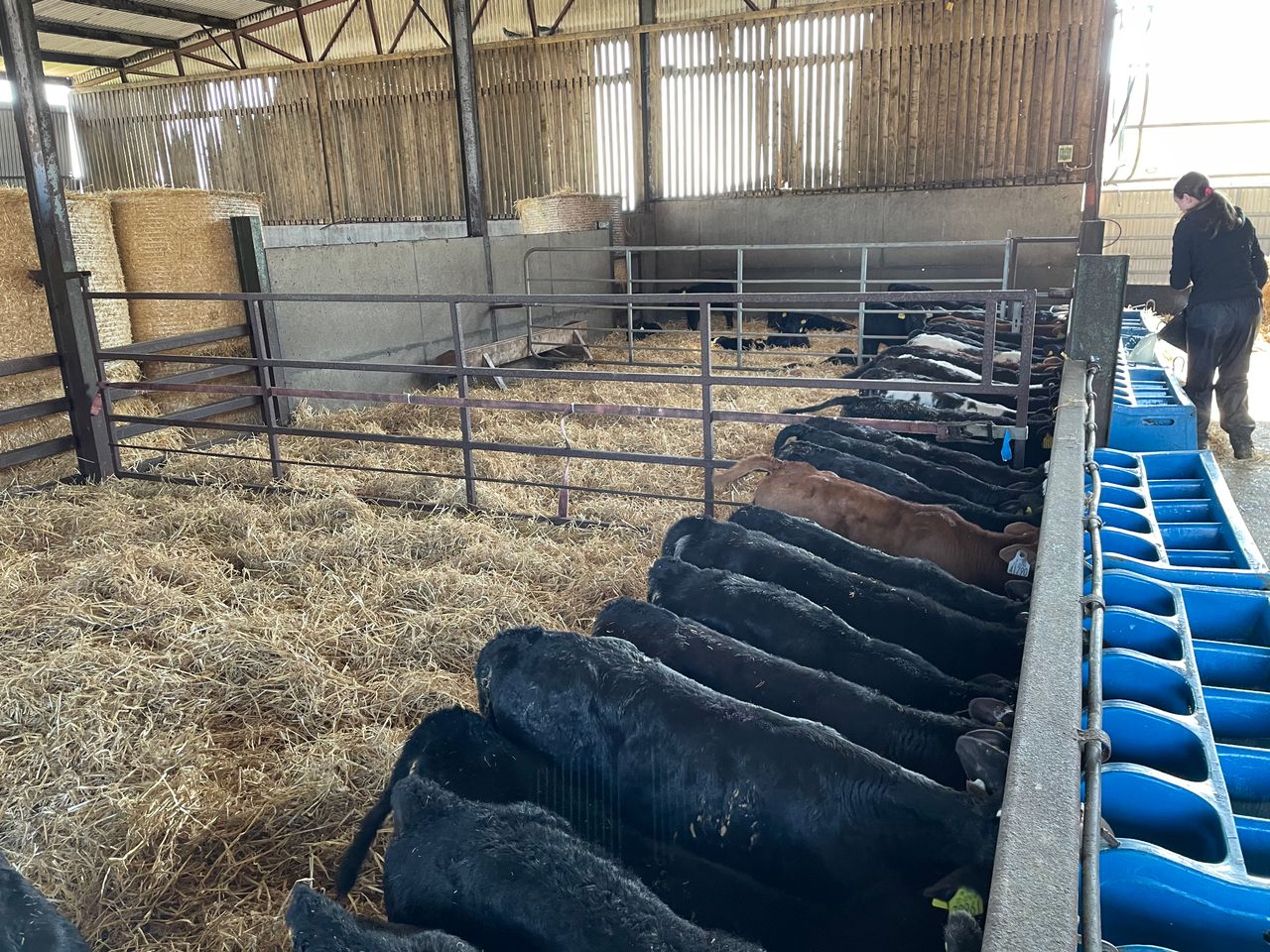 Checklist: Things for farms to prepare before buying calves