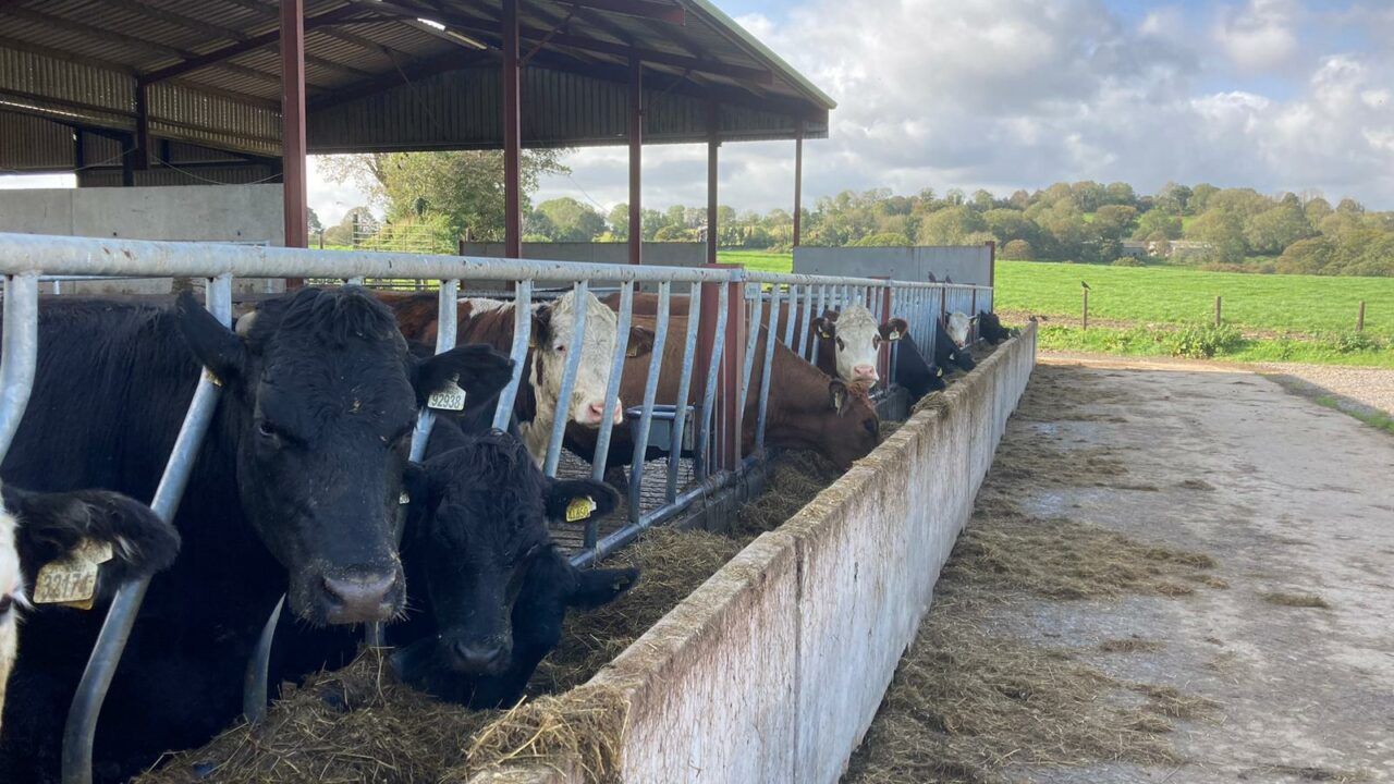 ABP Demo Farm: Cattle, calf, sheep and grass performance