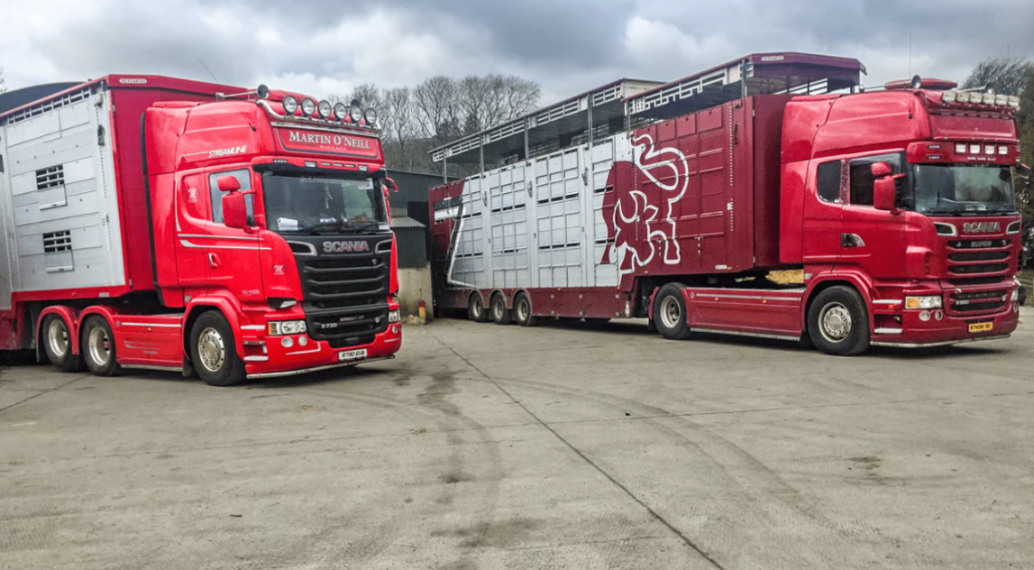 Lift to cattle trade as 4,000 male cattle wanted for new contract