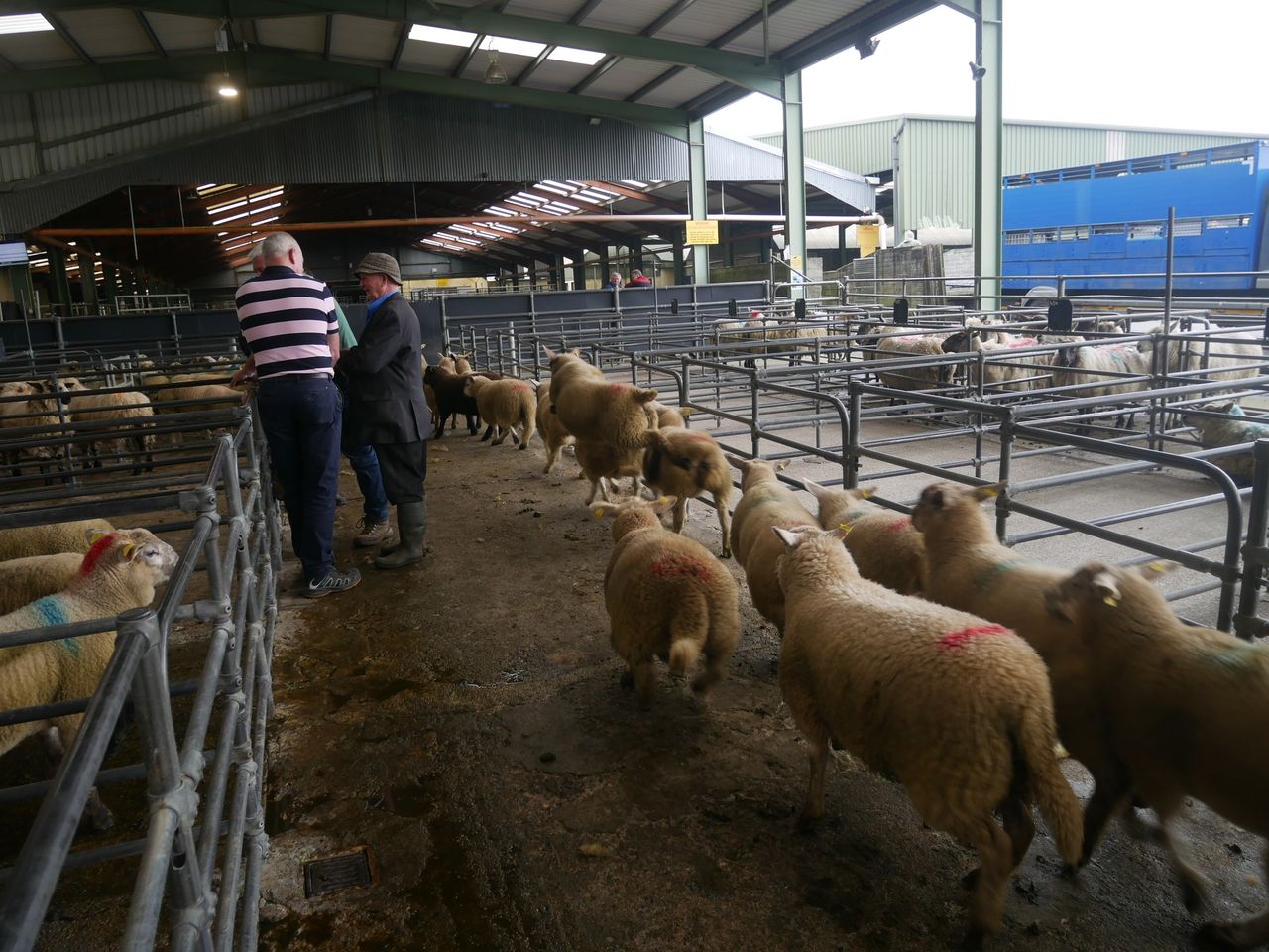 Sheep marts: How are lambs and cull ewes faring at the mart?