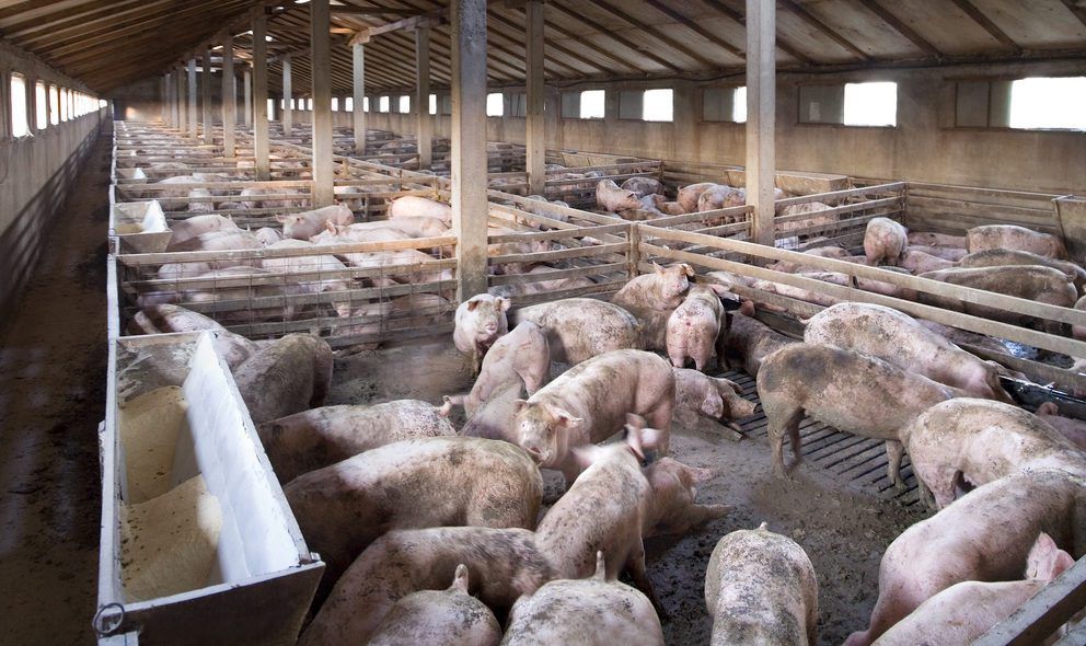Increase in African swine fever cases in some pig facilities in eastern Europe