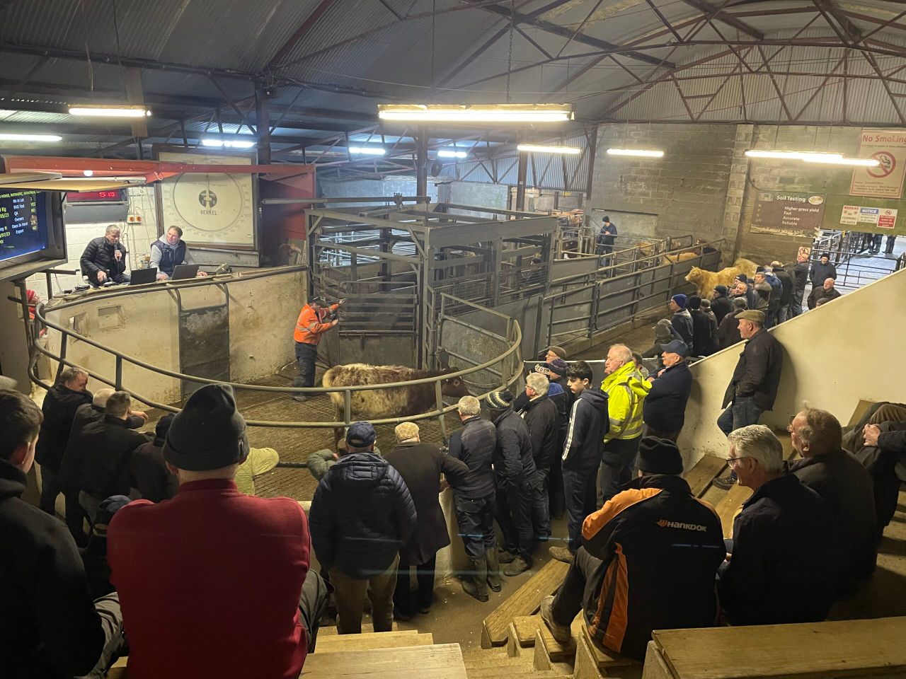 Weanling bulls reach €7.80/kg at Granard despite exporter absence