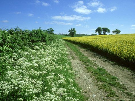 10 ways to boost a beef farm's natural biodiversity