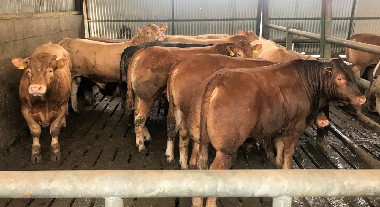 73% of factory cattle sourced from non-CFU herds in Q1 of 2025