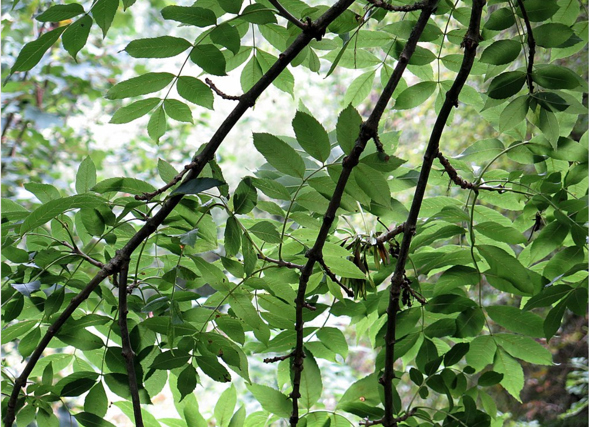 Department outlines payment details for new ash dieback scheme