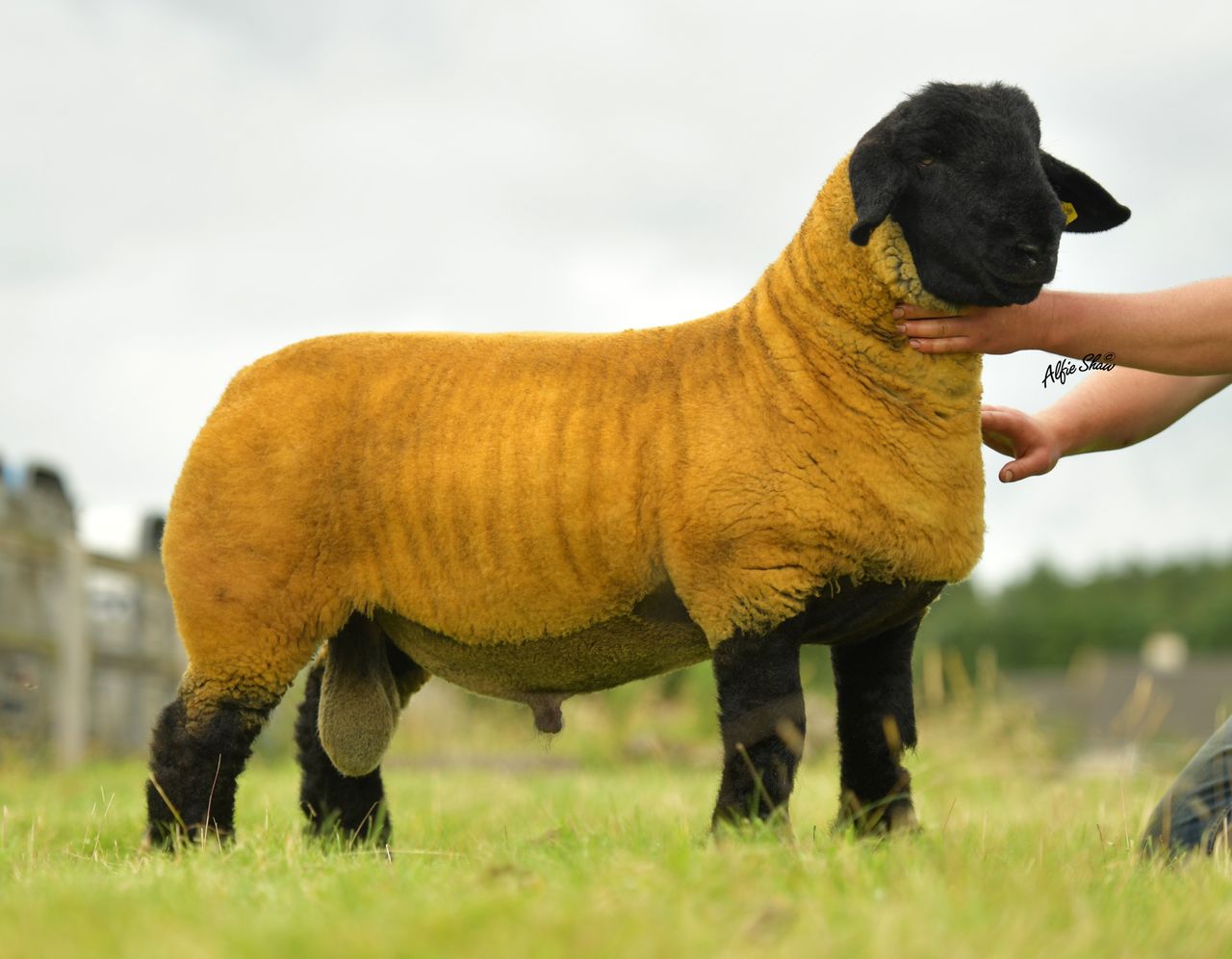 Pics: 62% clearance at pedigree Suffolk sale in spite of Covid-19