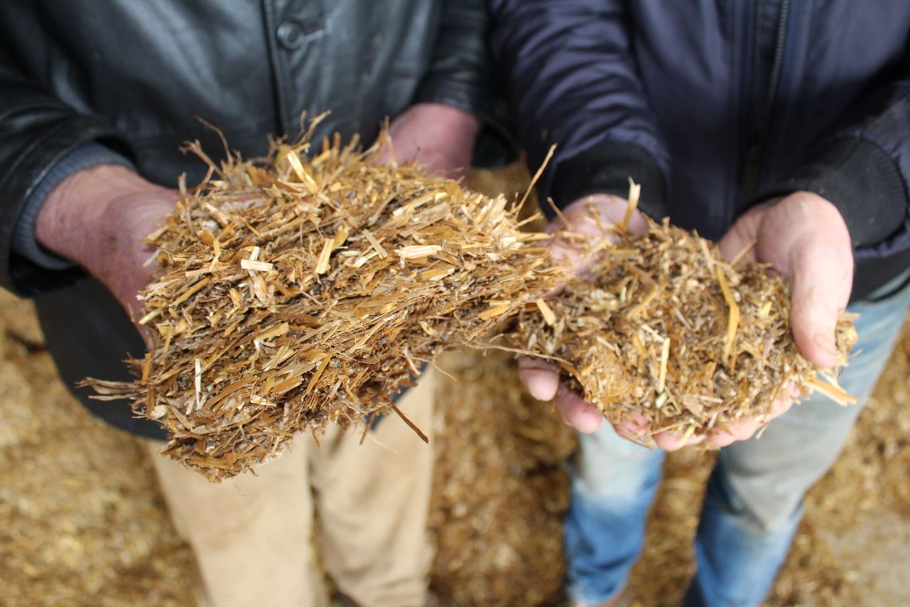 Alkaline crop forages for dairy and beef sectors 