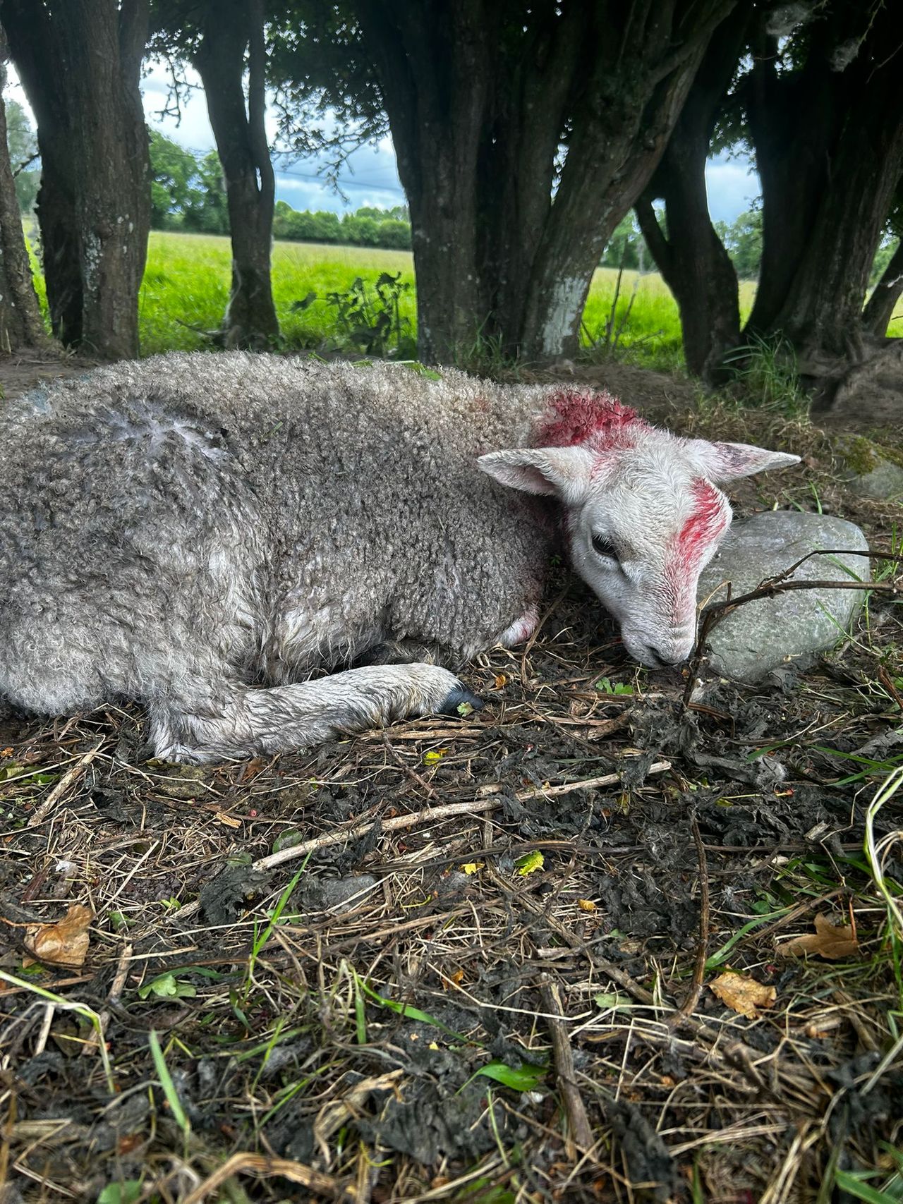 Graphic: Sheep killed in 'devastating' attack in Co. Kildare