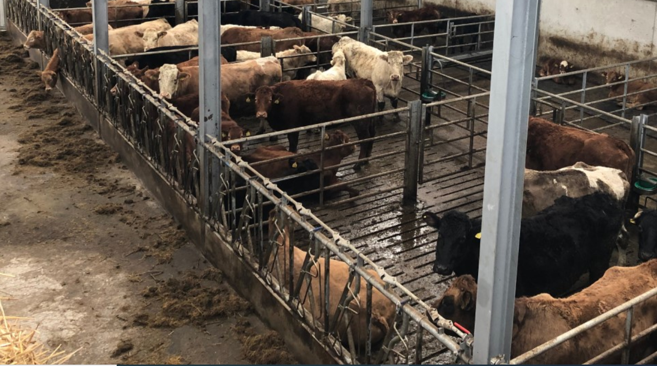 Advice: Cattle coughing post-housing should not be ignored