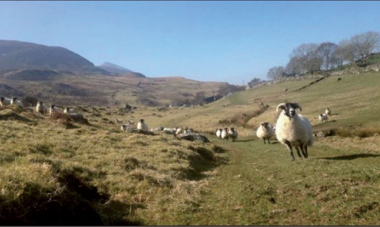 Growing a sheep farming business from 23ac to 400ac in Co. Mayo