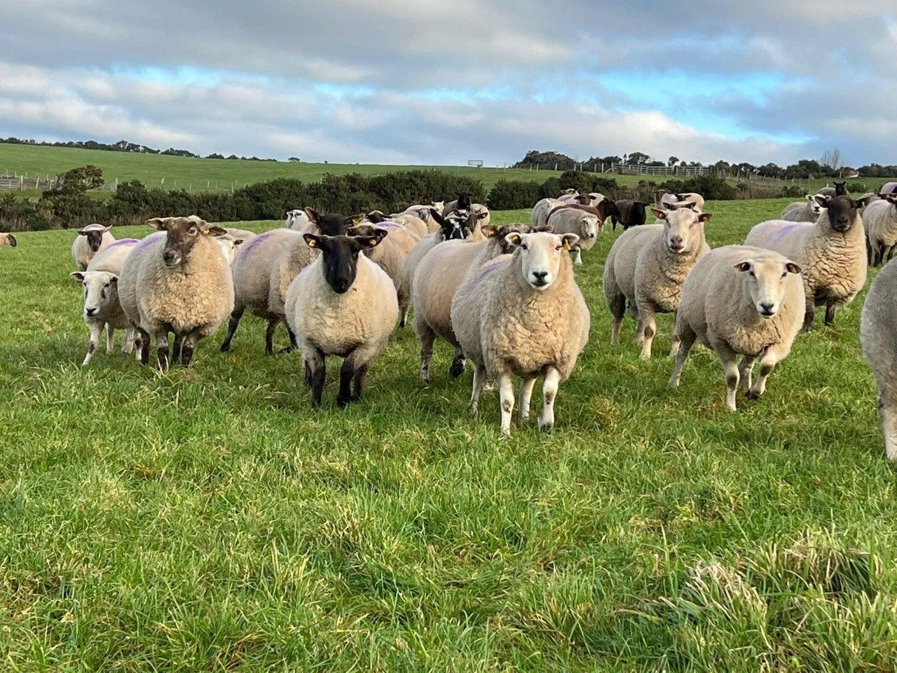 Upcoming clearance sale of 100 in-lamb ewes at Blessington Mart