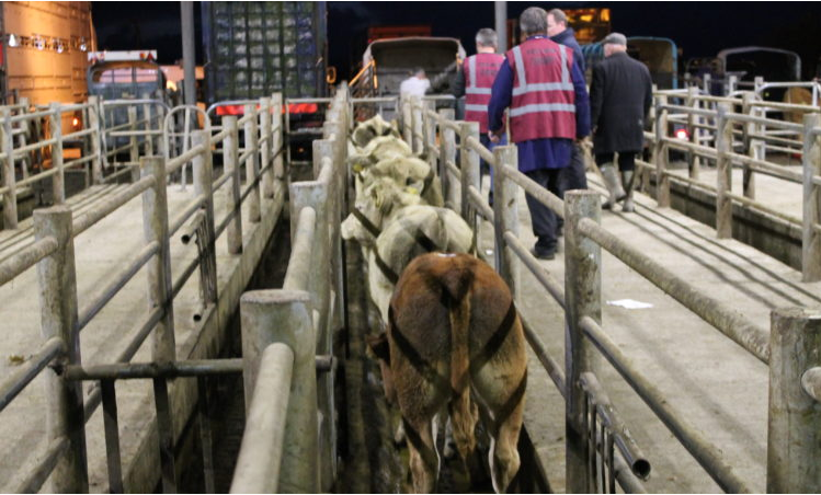 Cattle marts: Bullock store price increase better news for farmers