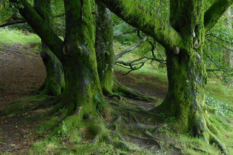 Mayo farmer set to host second social farming placement